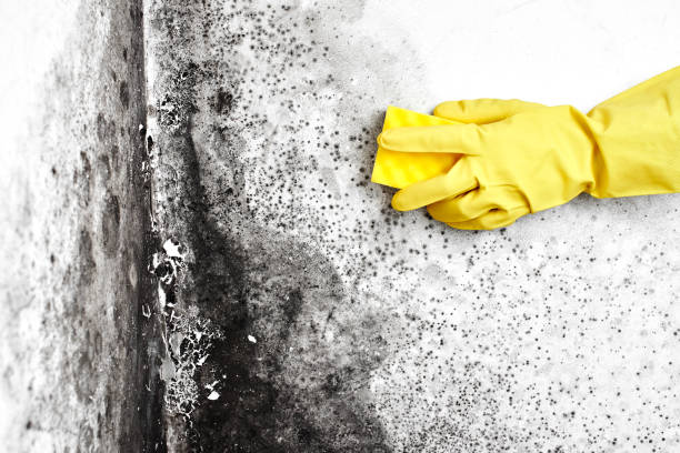 Plains, TX Mold Remediation Company